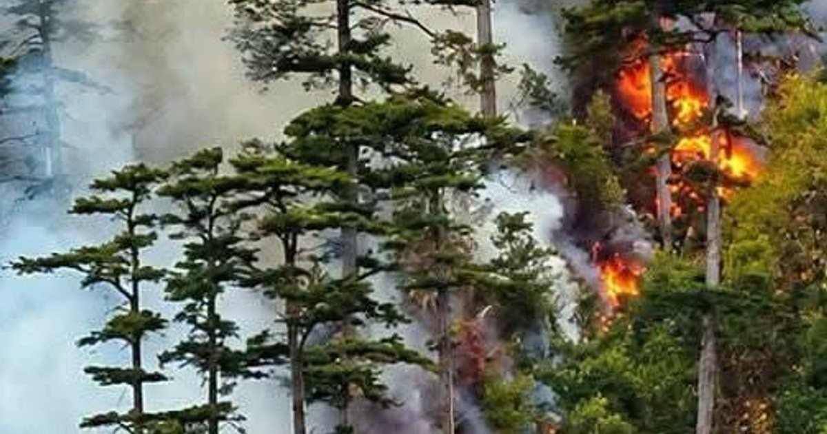 Incendiul din Parcul Național Domogled: două elicoptere europene intră în lupta cu flăcările