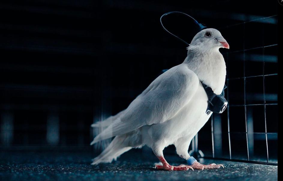 Companie rusă transformă porumbei în biodrone cu cipuri